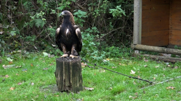 Ein Bild, das Gras, draußen, stehend, Vogel enthält.

Automatisch generierte Beschreibung