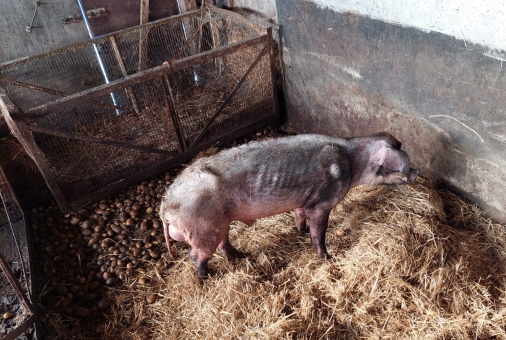 Ein Bild, das Säugetier, Schwein, Nagetier enthält.

Automatisch generierte Beschreibung
