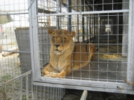 2008-04-12-Loewen-Circus-Krone-Freising-0550-c-PETA-D.jpg